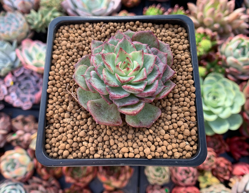 Echeveria 'Dancing Bird' Lightly Variegated 2" New Hybrid Succulent Plant