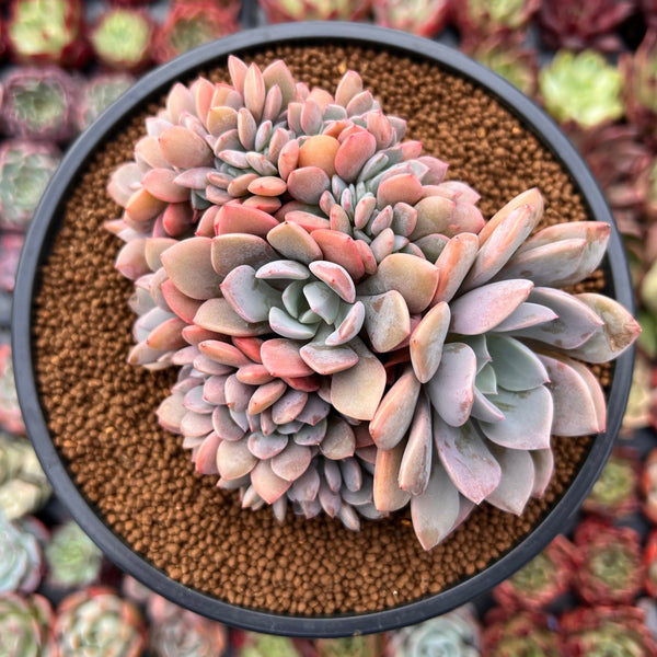 Graptoveria 'Debbie' Crested 4" Succulent Plant