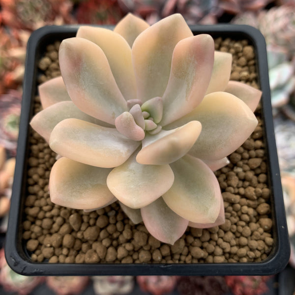 Graptoveria 'Grand Palace' Variegated 3" Succulent Plant