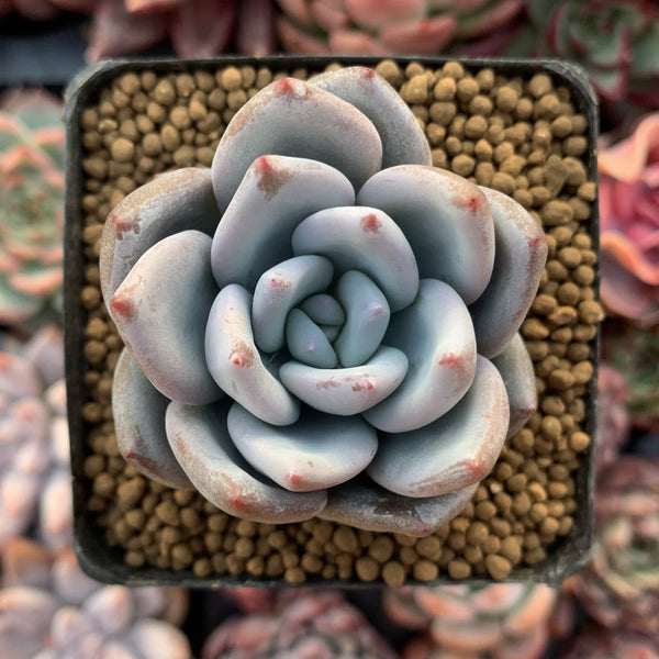 Echeveria 'Ivory' 2" Powdery Succulent Plant