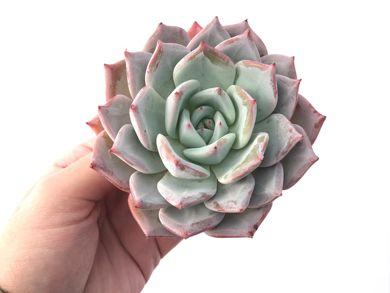 Echeveria 'Colorata' 4" Powdery Succulent Plant