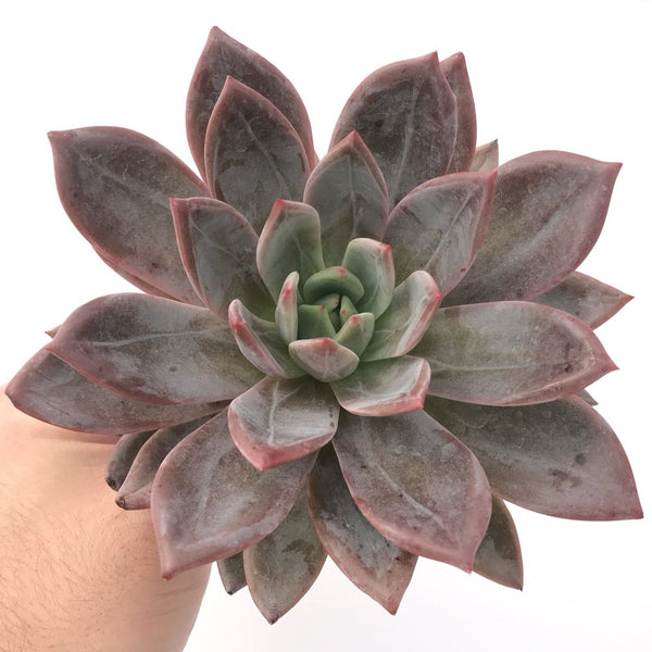 Echeveria Agavoides ‘Baekya’ 6" Extra Large Succulent Plant