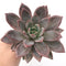 Echeveria Agavoides ‘Baekya’ 6" Extra Large Succulent Plant