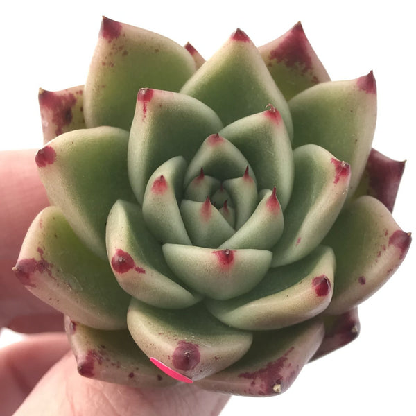 Echeveria Agavoides 'Kobane' 2" Rare Succulent Plant