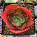 Echeveria 'Nice' 4" Succulent Plant