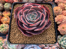 Echeveria 'Muesli' 3" Succulent Plant