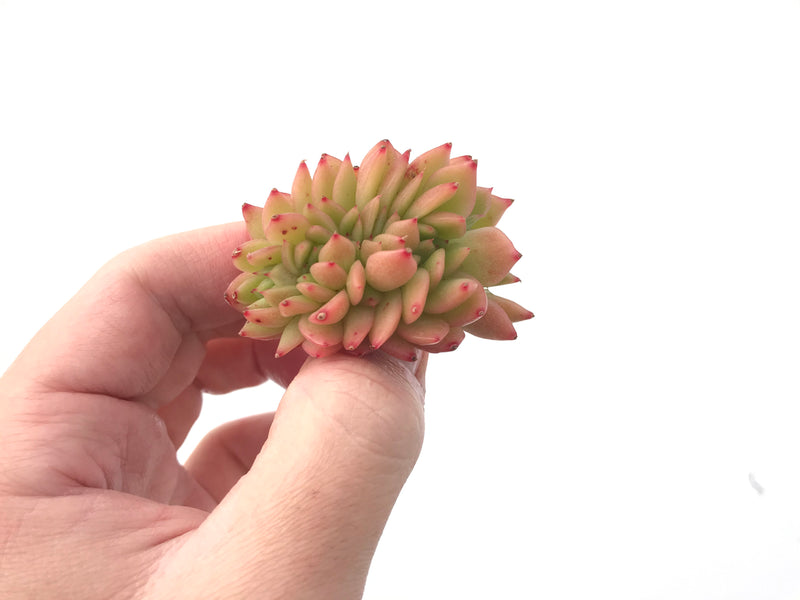 Echeveria Agavoides 'Gilva' Crested 1"-2" Succulent Plant