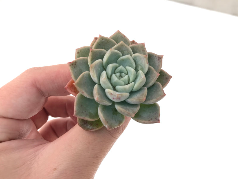 Echeveria 'Pink Spot' 1" Succulent Plant