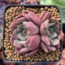 Echeveria 'Apple Pie' 1"-2" Succulent Plant