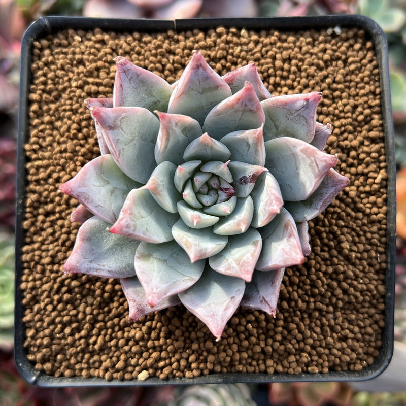 Echeveria 'Anchez Mejoradae' 2" Powdery Seed-grown Succulent Plant