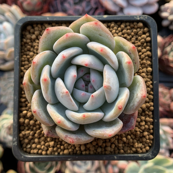 Echeveria 'Orange Monroe' 3" Succulent Plant