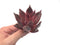 Echeveria Agavoides 'Red Ebony' 3"-4" Rare Succulent Plant