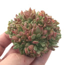 Echeveria Agavoides 'Rajoya' Crested 3" Succulent Plant