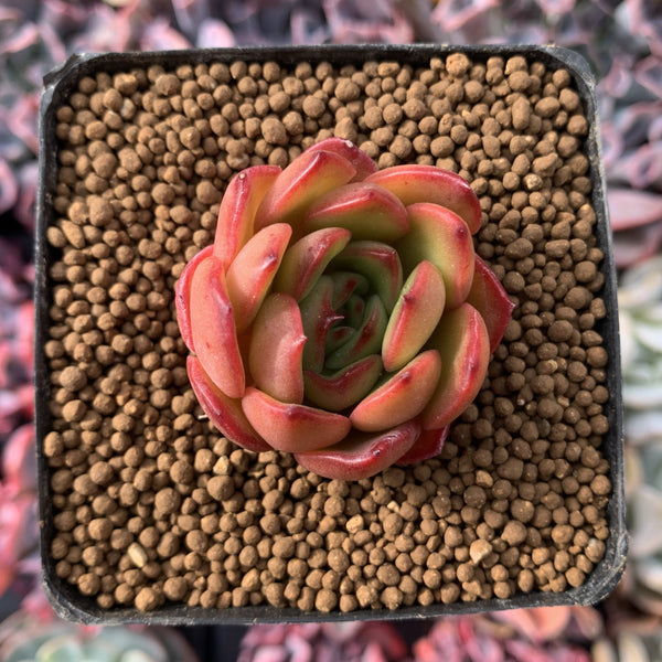 Echeveria Agavoides 'Hestia' 1" Succulent Plant