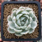 Echeveria 'Angel-In-Us' Variegated 1"-2" Succulent Plant