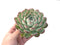 Echeveria 'Yusuke' 4" Succulent Plant