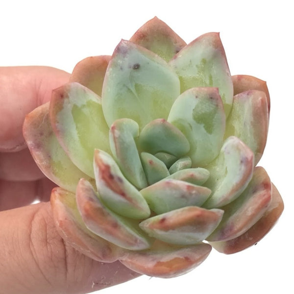 Echeveria 'Polshi' 2" Rare Succulent Plant