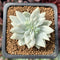 Sedeveria cv 'Supar Brow' Variegated 1" Succulent Plant