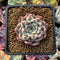 Echeveria 'Cherry Blossom Ending' 1"-2" Succulent Plant