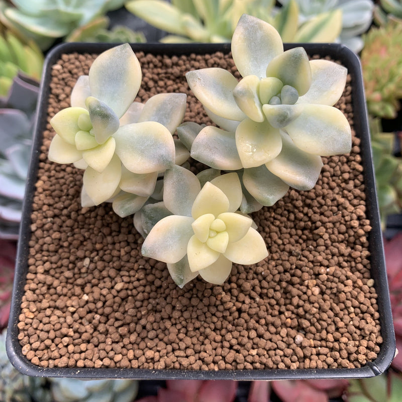 Graptoveria 'Titubans' Variegated 2"-3" Cluster Succulent Plant