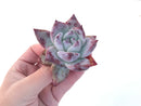 Echeveria 'Colorata' 2" Powdery Succulent Plant