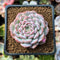 Echeveria 'Amazing Grace' 1" Succulent Plant