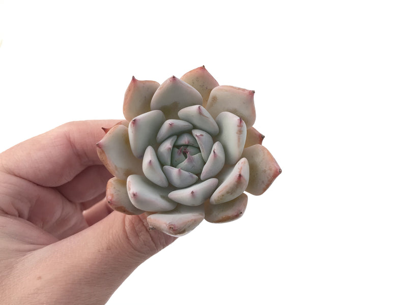 Echeveria 'Larega' Powdery 2" Succulent Plant