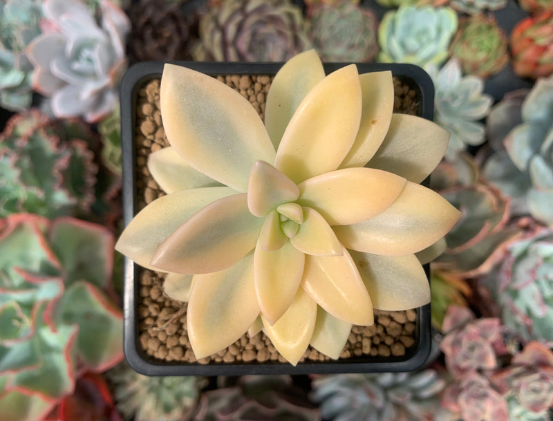 Graptopetalum 'Paraguayensis Awayuki' Highly Variegated 2" Succulent Plant