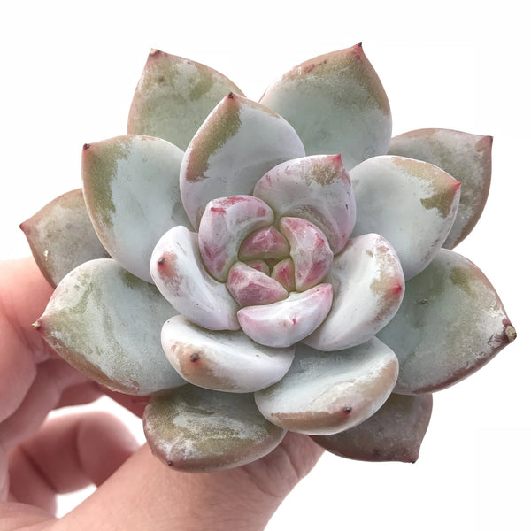 Echeveria Trumso 2”-3” Rare Succulent Plant