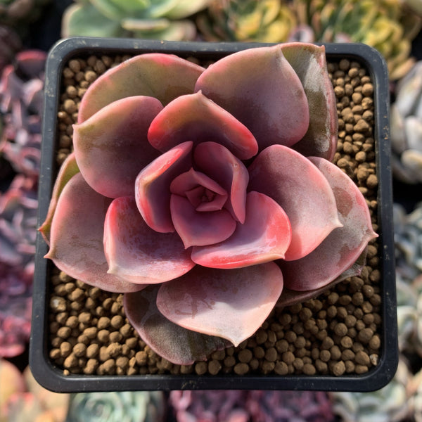 Echeveria 'Rainbow' Variegated 3” Rare Succulent Plant