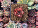 Echeveria Agavoides sp. 1" Small Succulent Plant