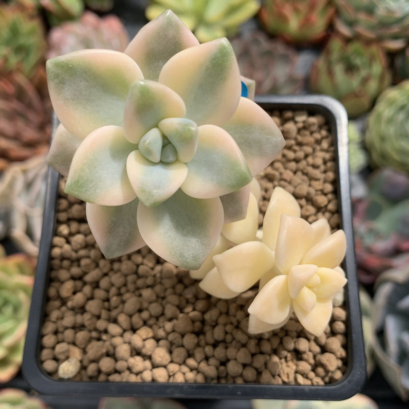 Graptoveria 'Titubans' Variegated 2” Succulent Plant