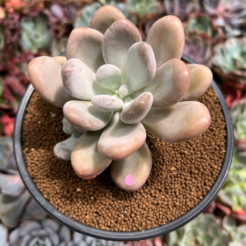 Pachyphytum 'Bracteosum' 4" Succulent Plant