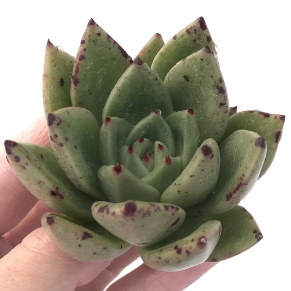 Echeveria Agavoides 'Elienko' 3" Succulent Plant