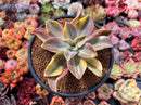 Graptoveria 'Fred Ives' Variegated 4" Succulent Plant