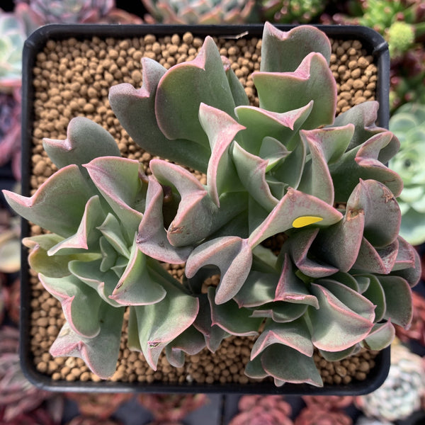 Echeveria 'Black Hawk' 4" Cluster Succulent Plant