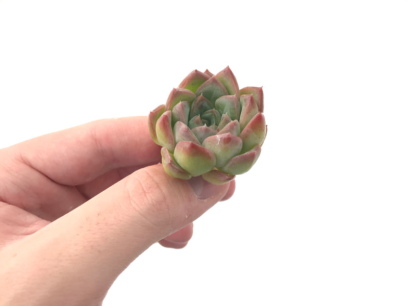 Echeveria 'Pink Ping Pong' New Hybrid 1" Succulent Plant