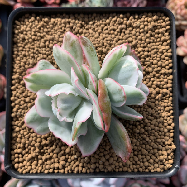 Echeveria 'Berkeley Light' Variegated 3" Cluster Succulent Plant