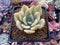 Graptoveria 'Opalina' Variegated 3" Succulent Plant