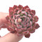 Echeveria Zaragoza ‘Red Edge’ 1”-2” Rare Succulent Plant