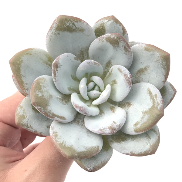 Echeveria 'Laui' 3"-4" Powdery Succulent Plant