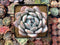 Echeveria 'Ivory' 4" Powdery Succulent Plant