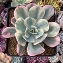 Echeveria 'Secunda' Variegated 4” Rare Succulent Plant