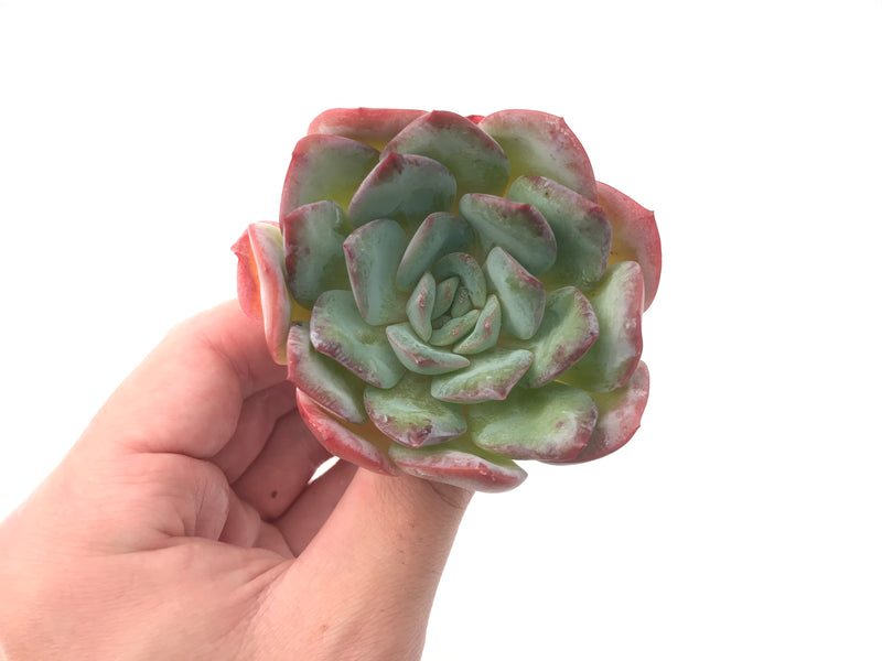 Echeveria 'Polshi' 2"-3" Succulent Plant