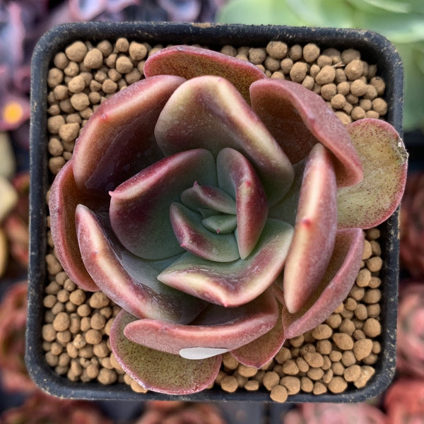 Echeveria 'Fortune Purple' 1"-2" New Hybrid Succulent Plant