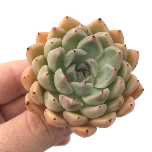 Echeveria sp. 2" Rare Succulent Plant