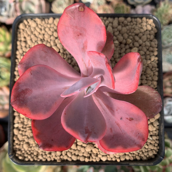 Echeveria 'Angel Wings' Variegated 3" Succulent Plant