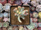 Cotyledon 'Orbiculata' Variegated 4" Succulent Plant