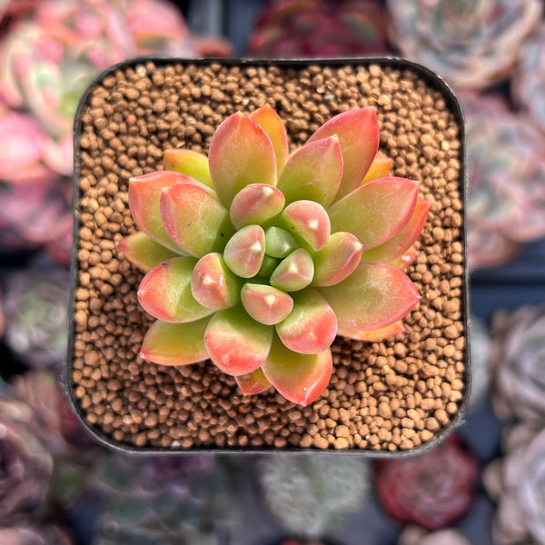 Pachyphytum Compactum 'Pink Glaucum' 1" Small Succulent Plant