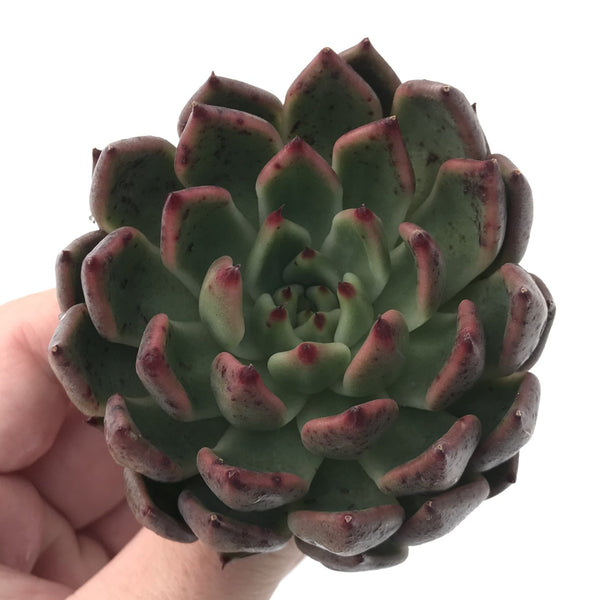 Echeveria Agavoides 'Golden Bear' 2" Succulent Plant